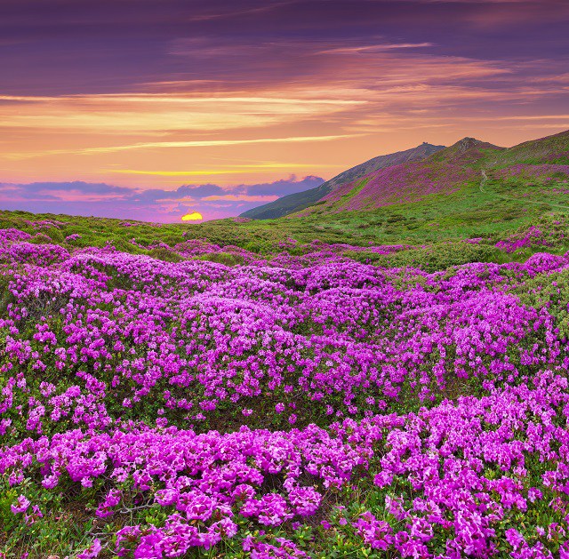 flori camp flowers color roz dreamstime 44388229 jpg
