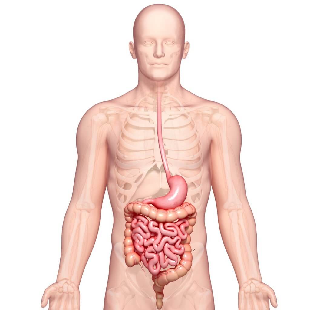 Sindromul intestinului permeabil